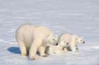 Norway, Svalbard. Polar bear mother and cubs on pack ice in Arctic Ocean. Art Print